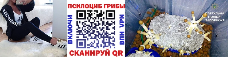 Купить  Альметьевск  Галлюциногенные грибы Cubensis 